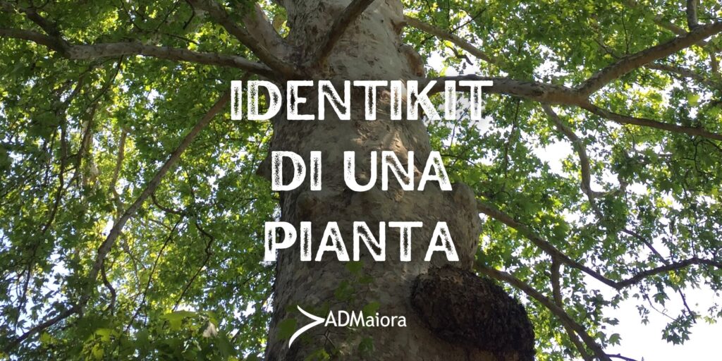 Identikit di una pianta