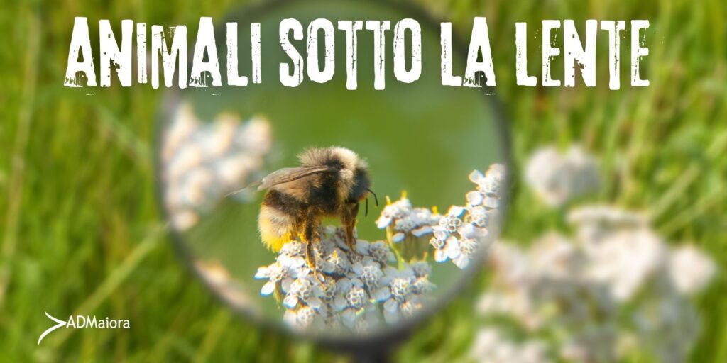 Animali sotto la lente