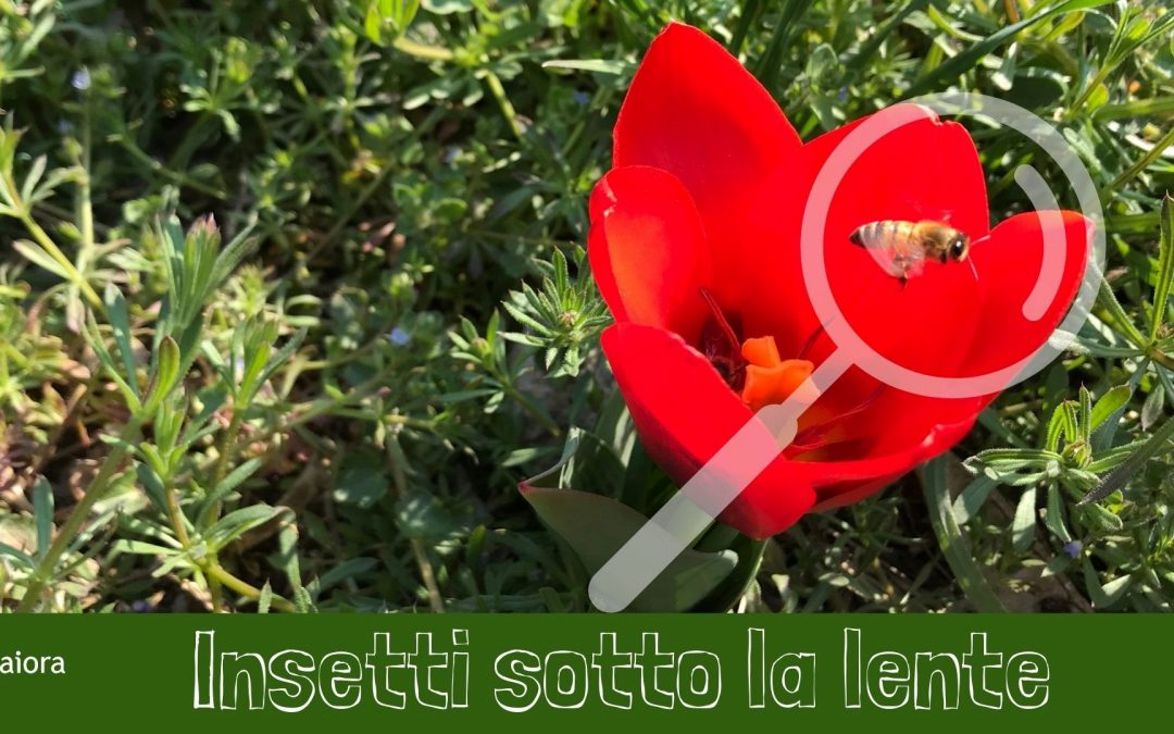 Insetti sotto la lente